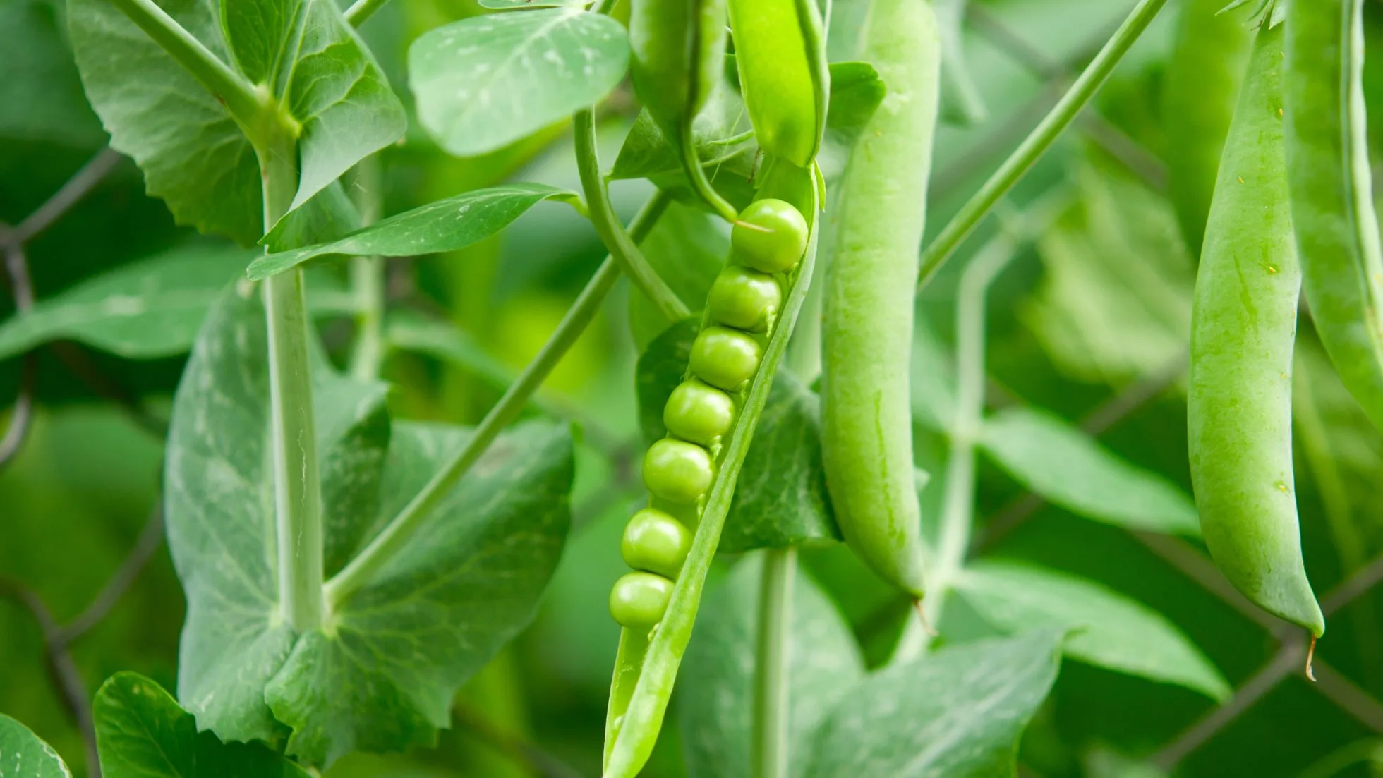 Pea Family