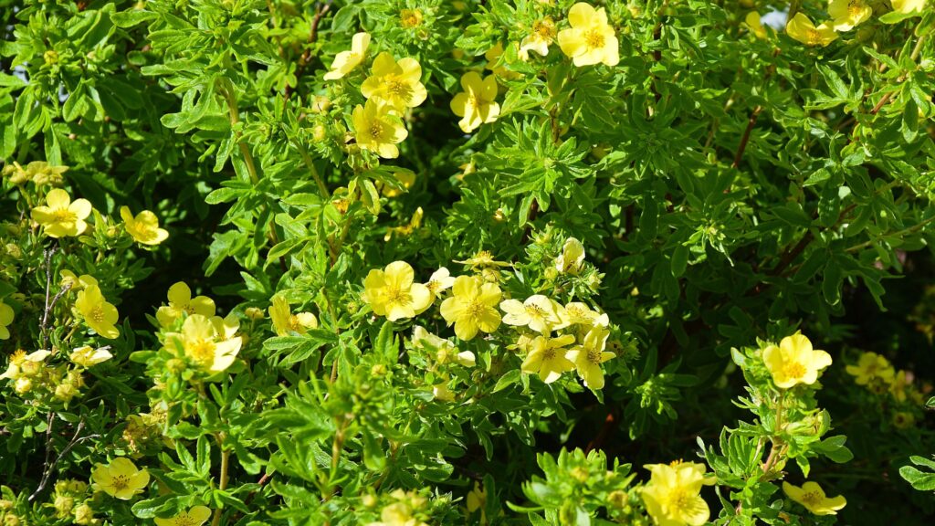 Potentilla Varieties