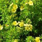 Potentilla Varieties