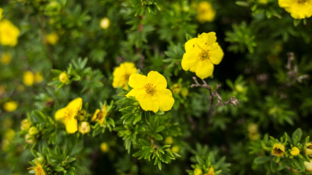 Potentilla Varieties