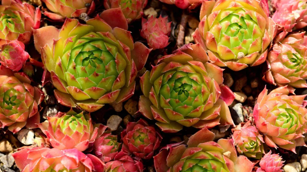 Sempervivum