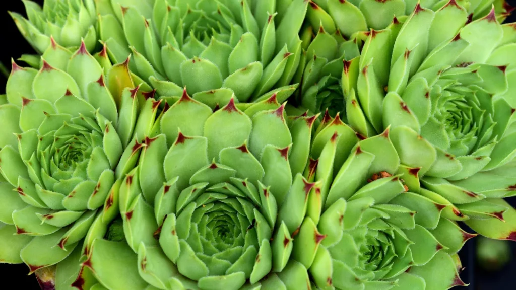 Sempervivum