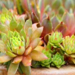 Sempervivum