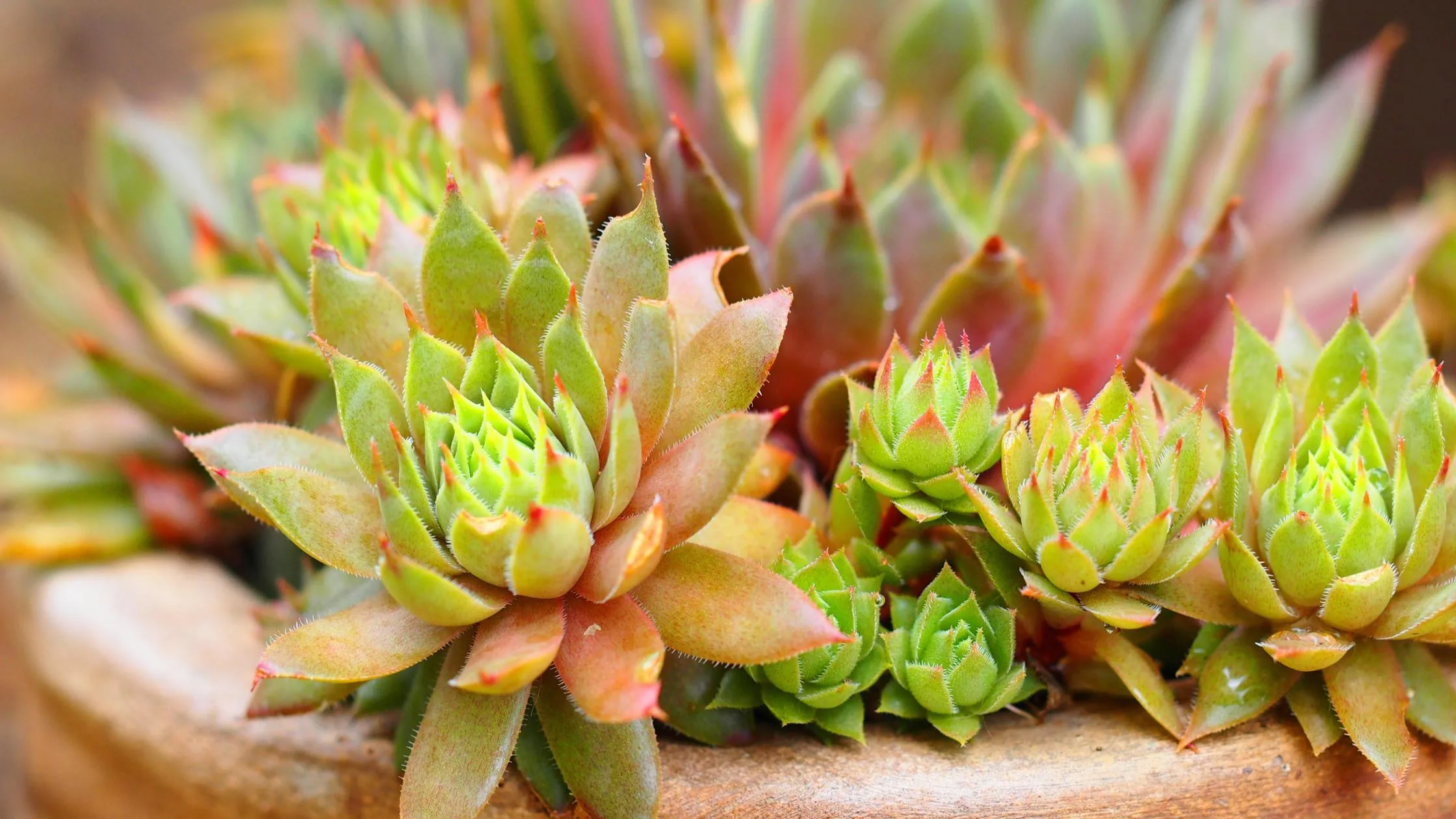 Sempervivum