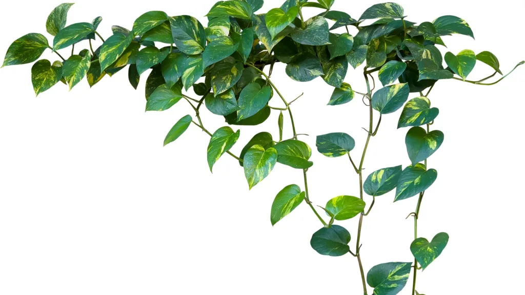 Vine Plants, Types, Indoor and Outdoor, Examples,