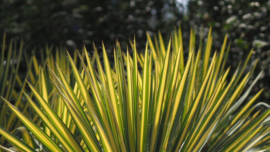 Yucca Plant