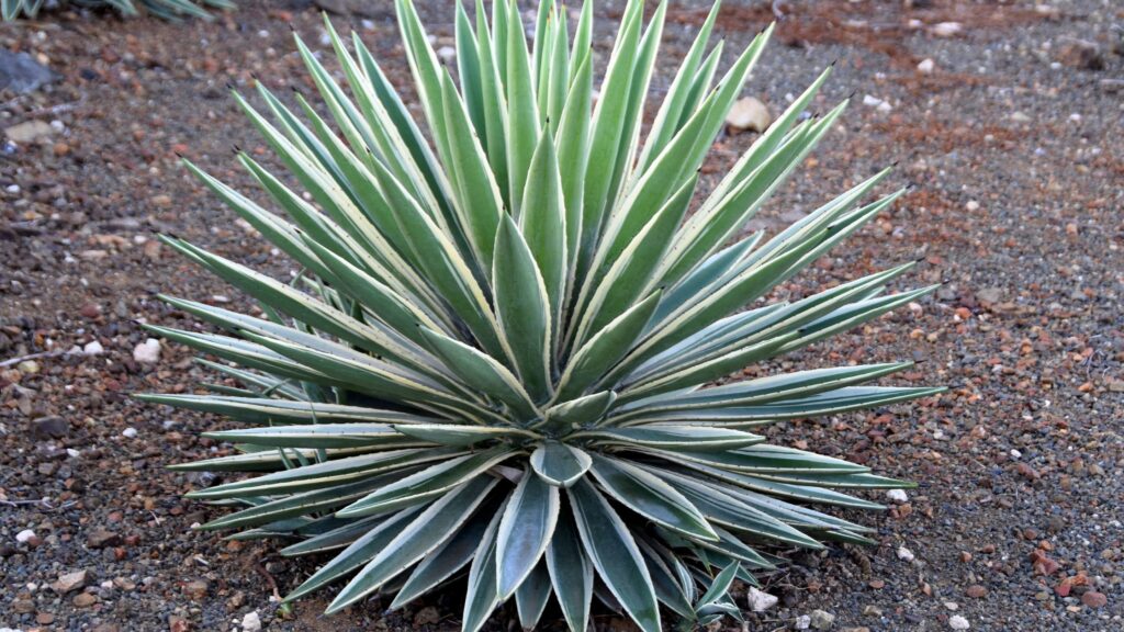 Yucca Plant