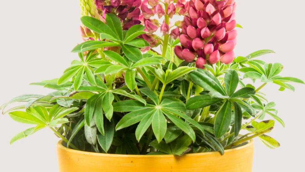 Lupins in Pots