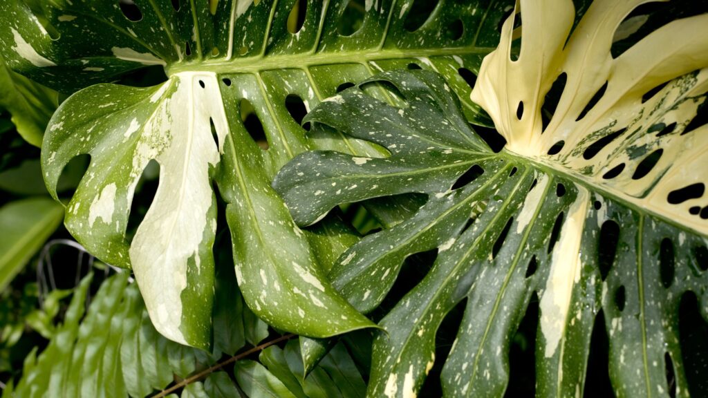 monstera plant disadvantages