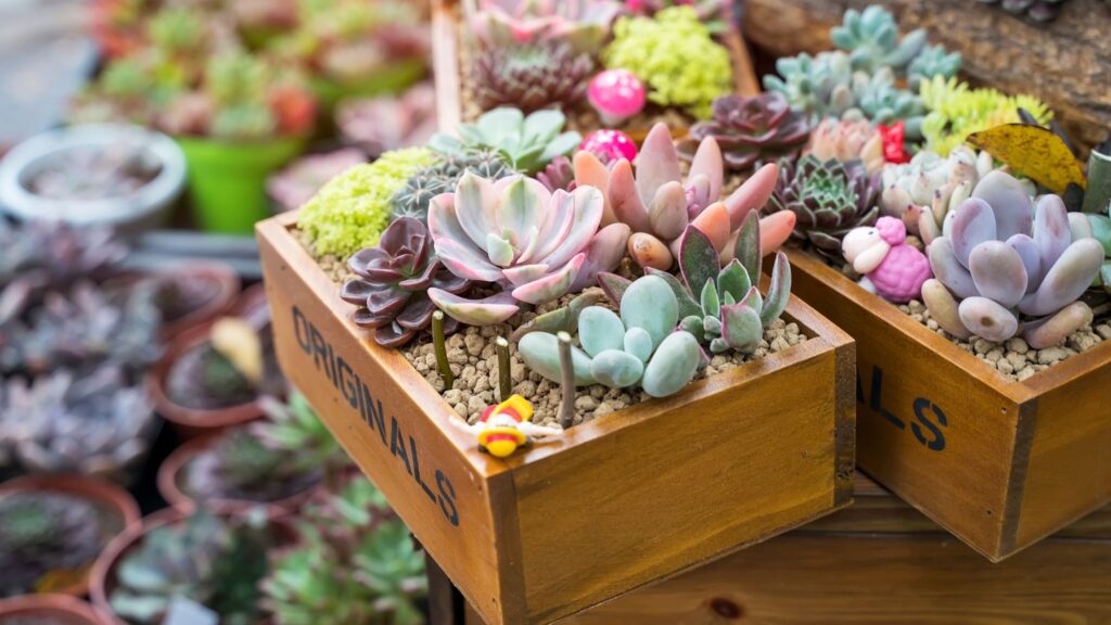 succulent plant benefits vastu