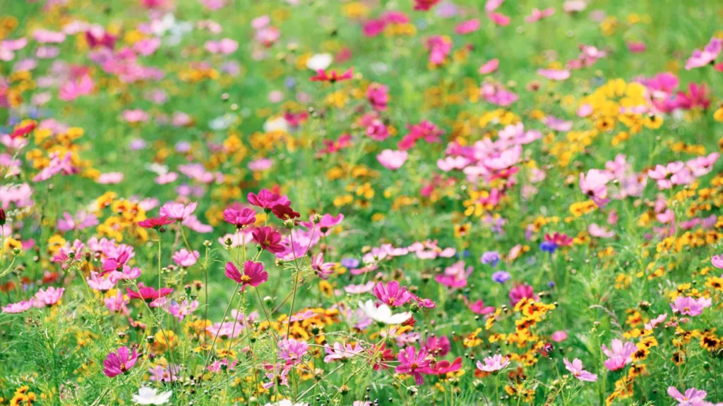 wildflower seeds