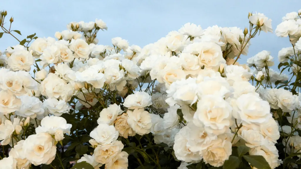 white rose plant