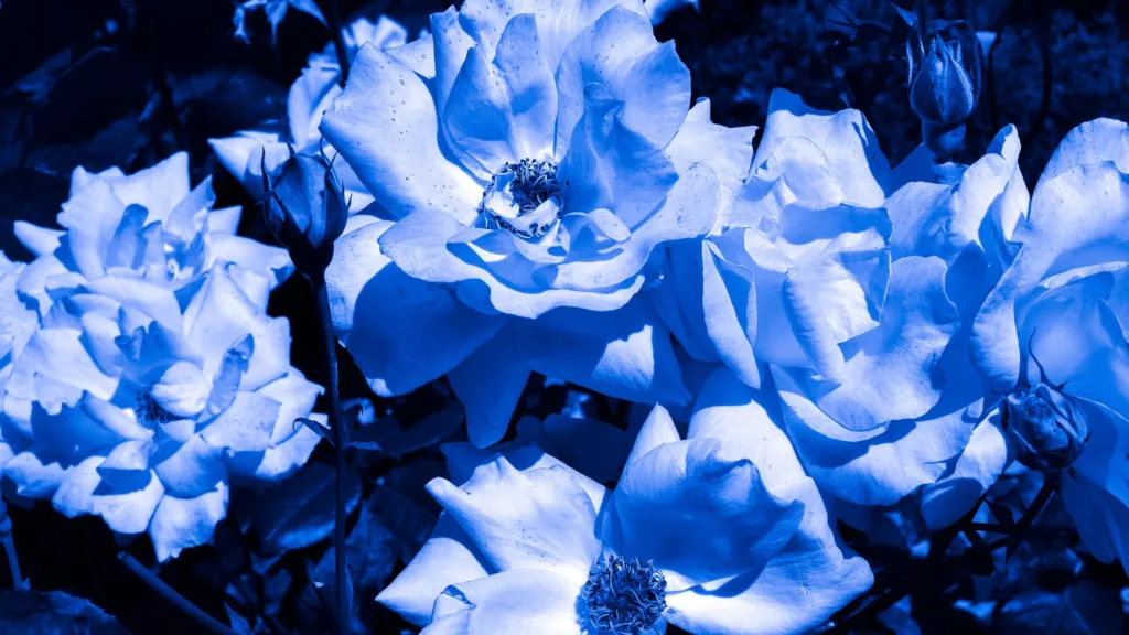 Blue rose plant