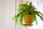 Boston Fern