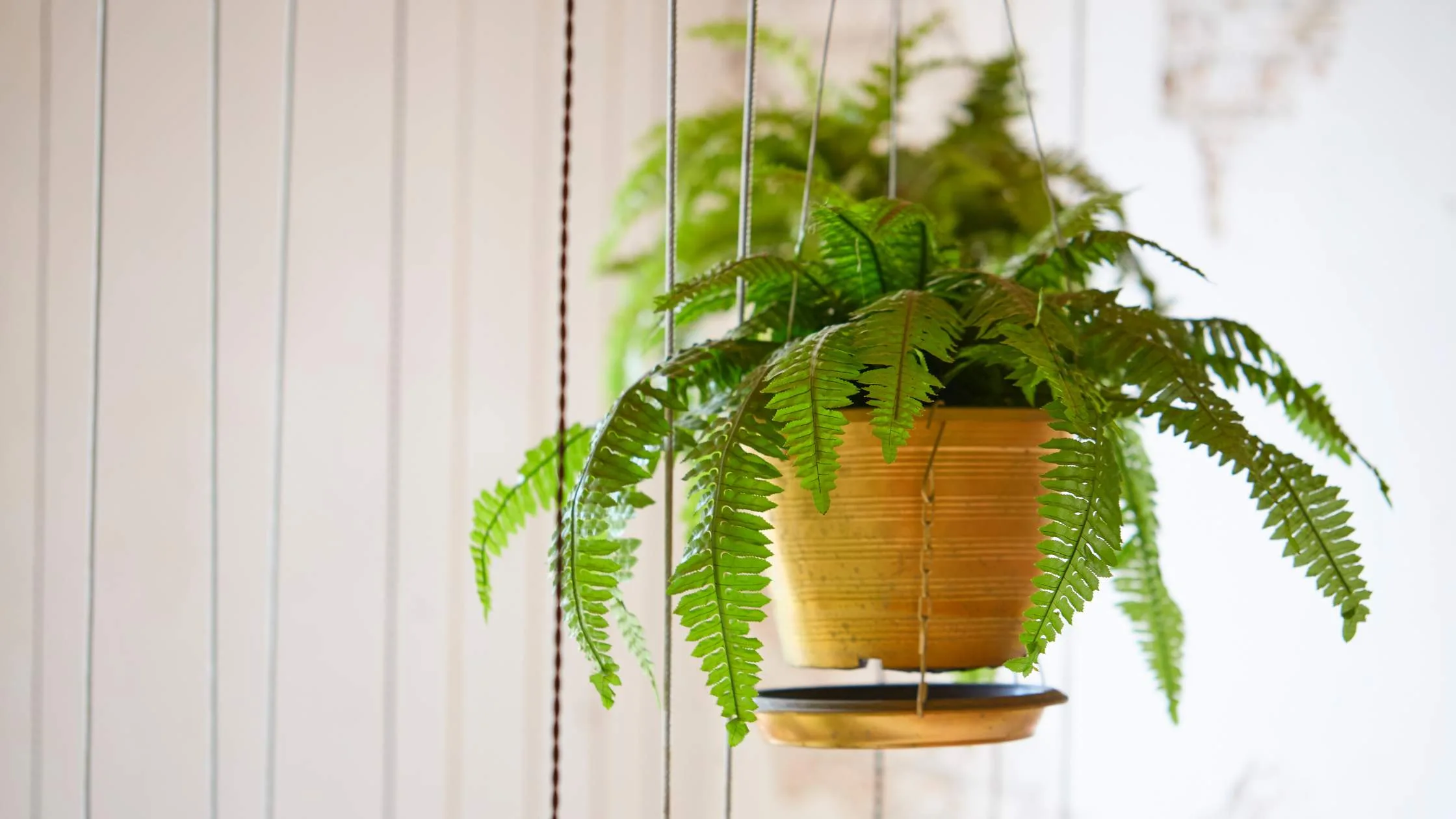 Boston Fern