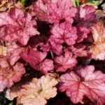 Heuchera Plant: Flowers, Beauty in Bloom