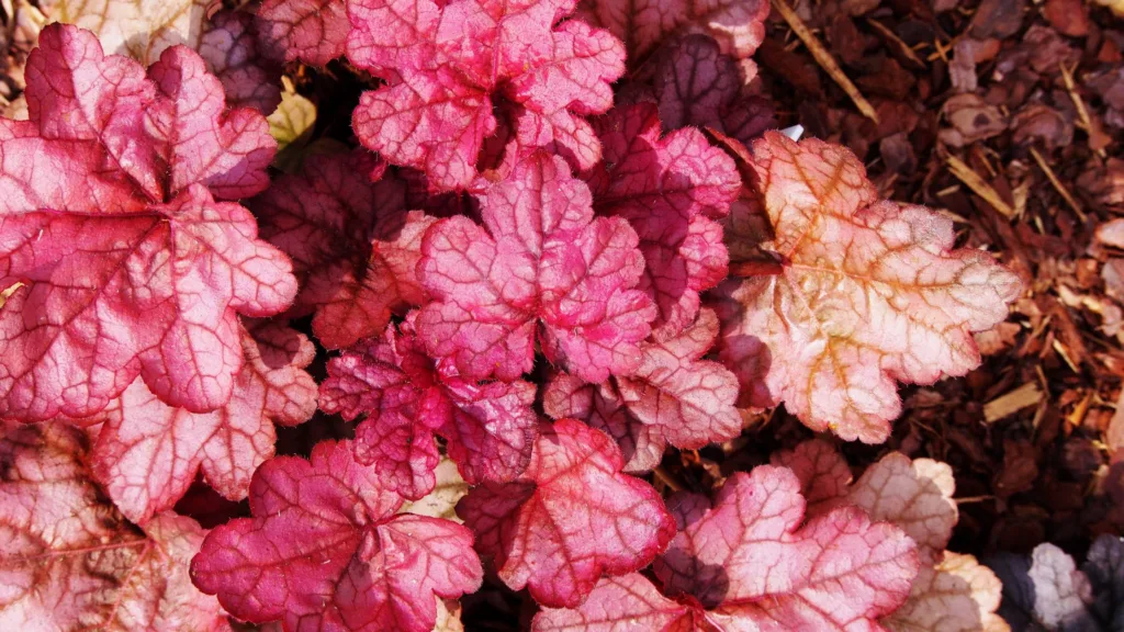 Heuchera