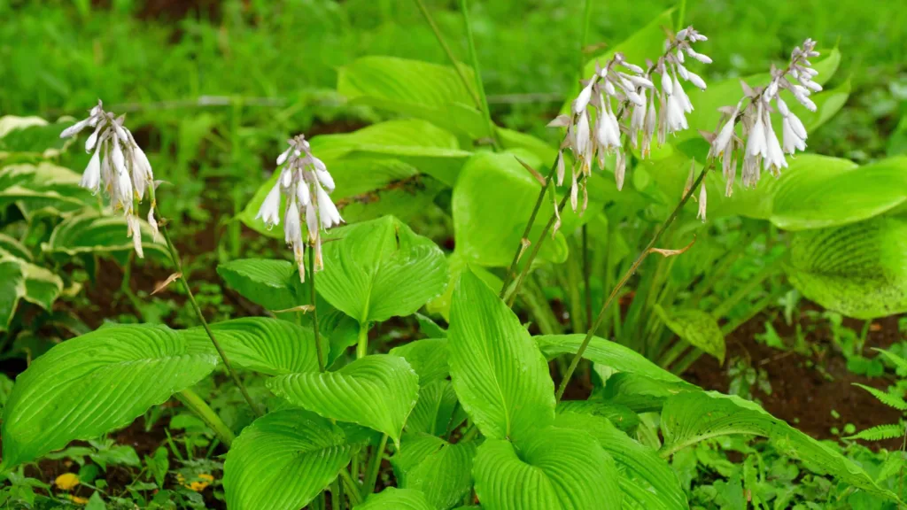 Plantain Lily Hosta