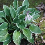 Plantain Lily Hosta