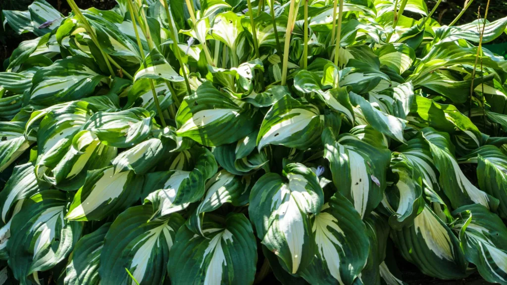 Plantain Lily Hosta