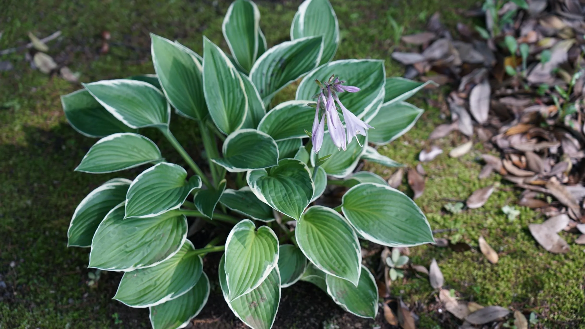 Plantain Lily Hosta