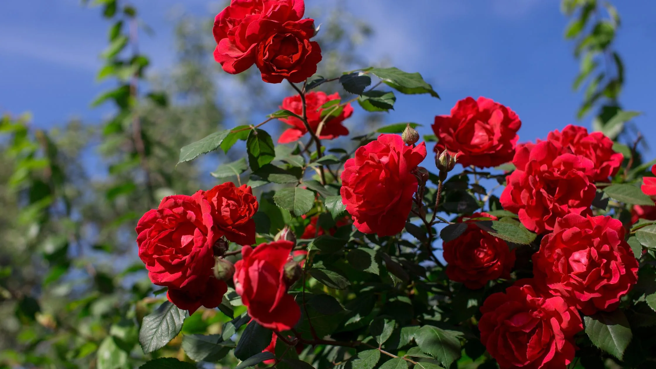 Rose Plant