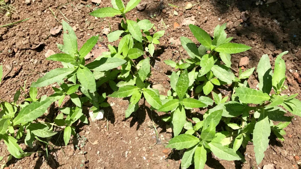 Yellow Bhringraj Plant