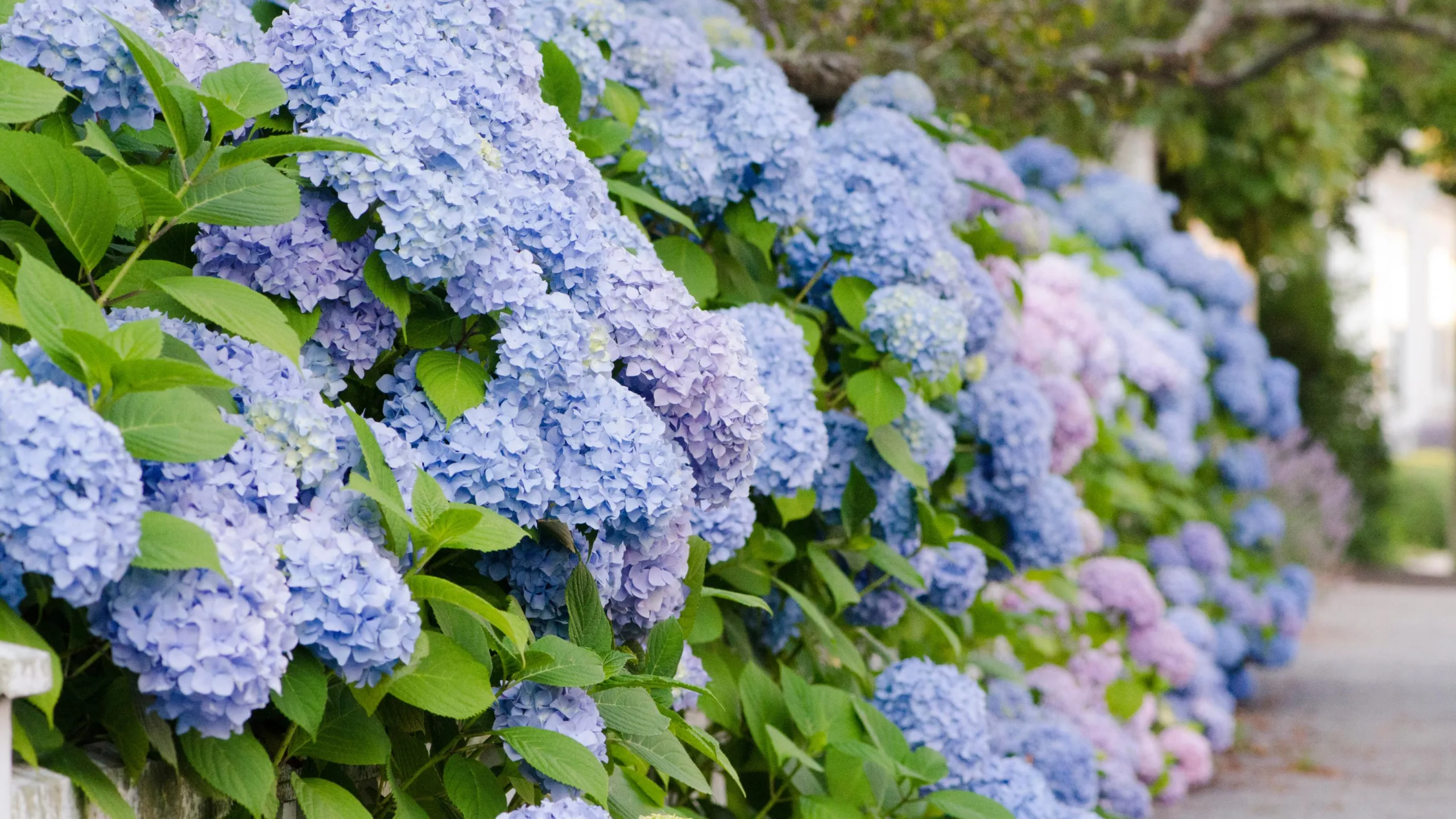 hydrangea