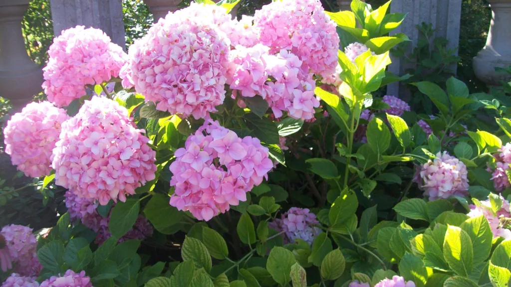 pink hydrangea